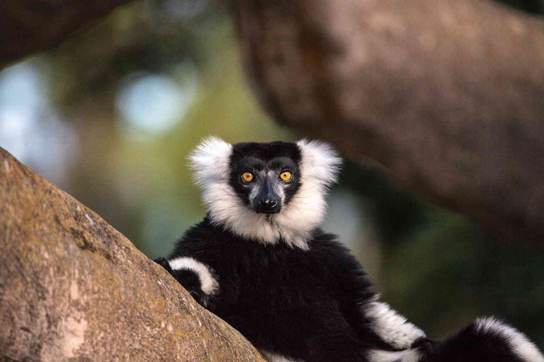 Andasibe-Mantadia National Park