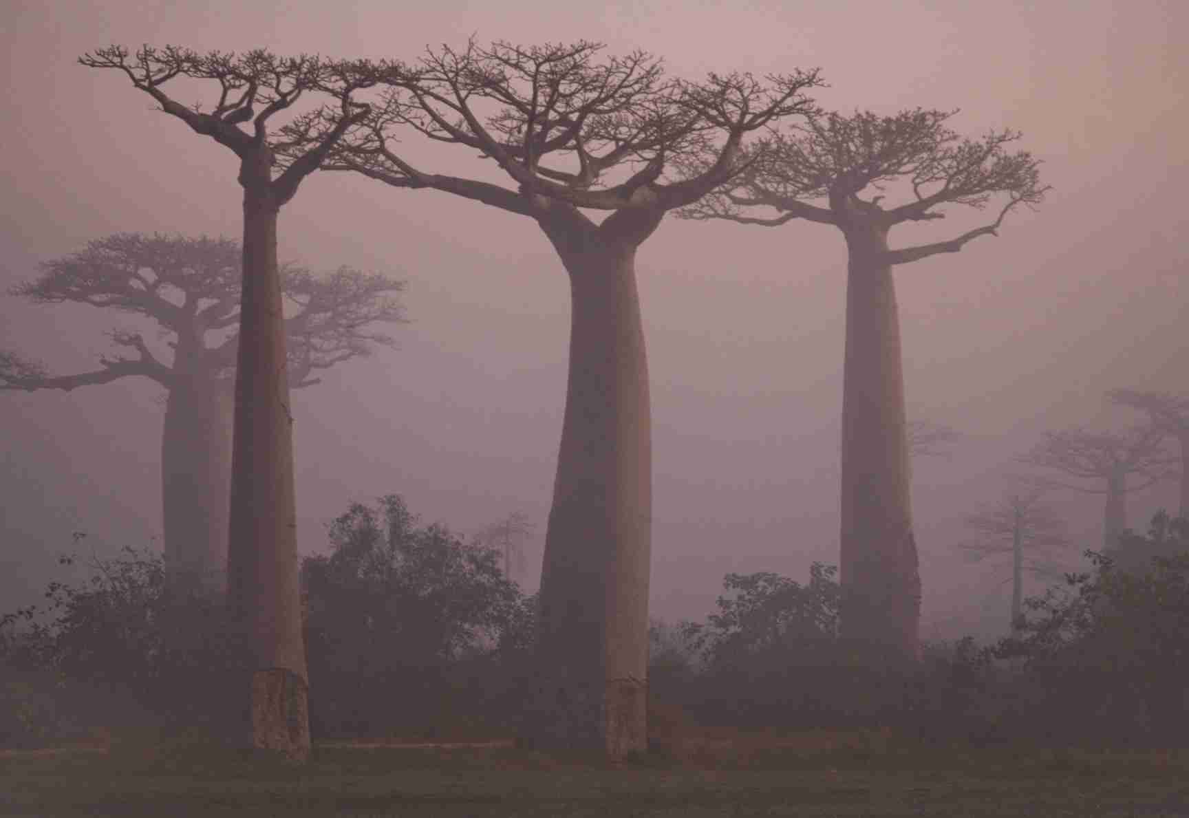 Avenue of the Baobabs