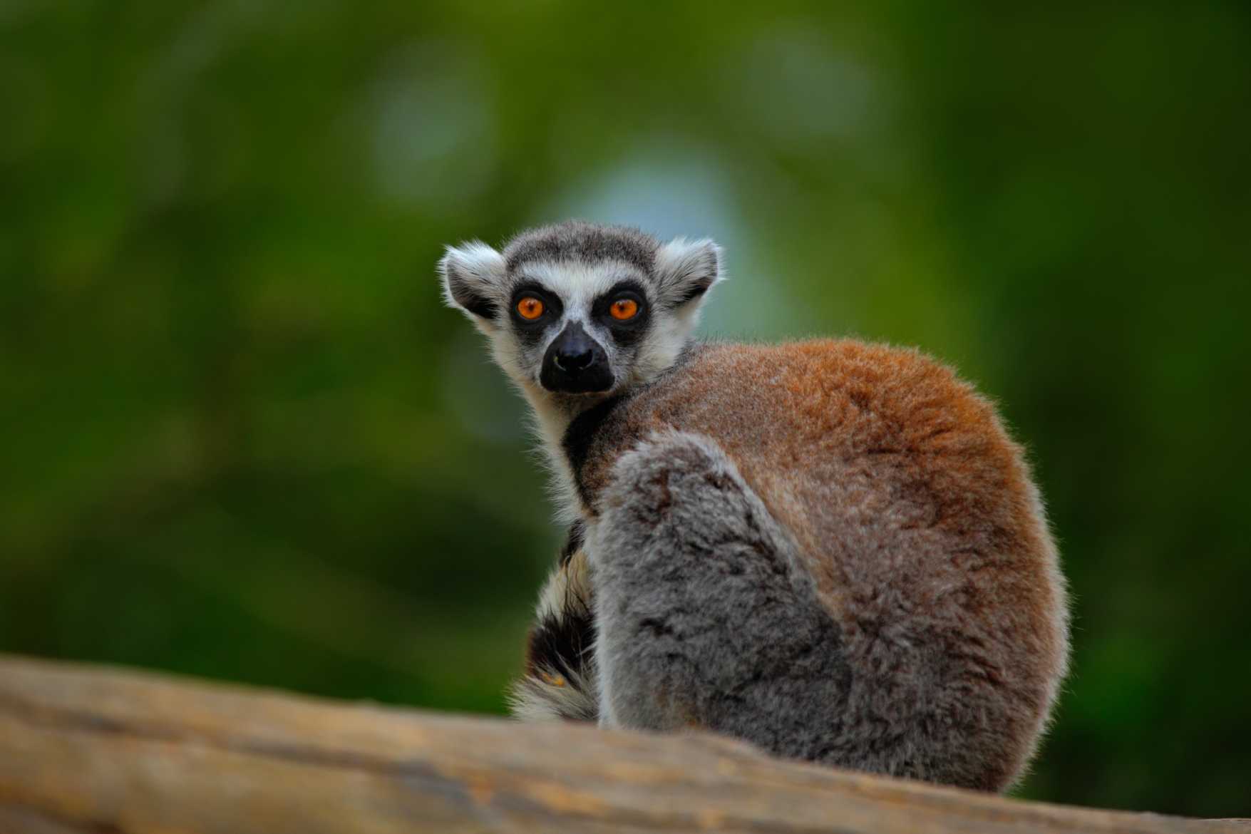 Lemurs of Madagascar