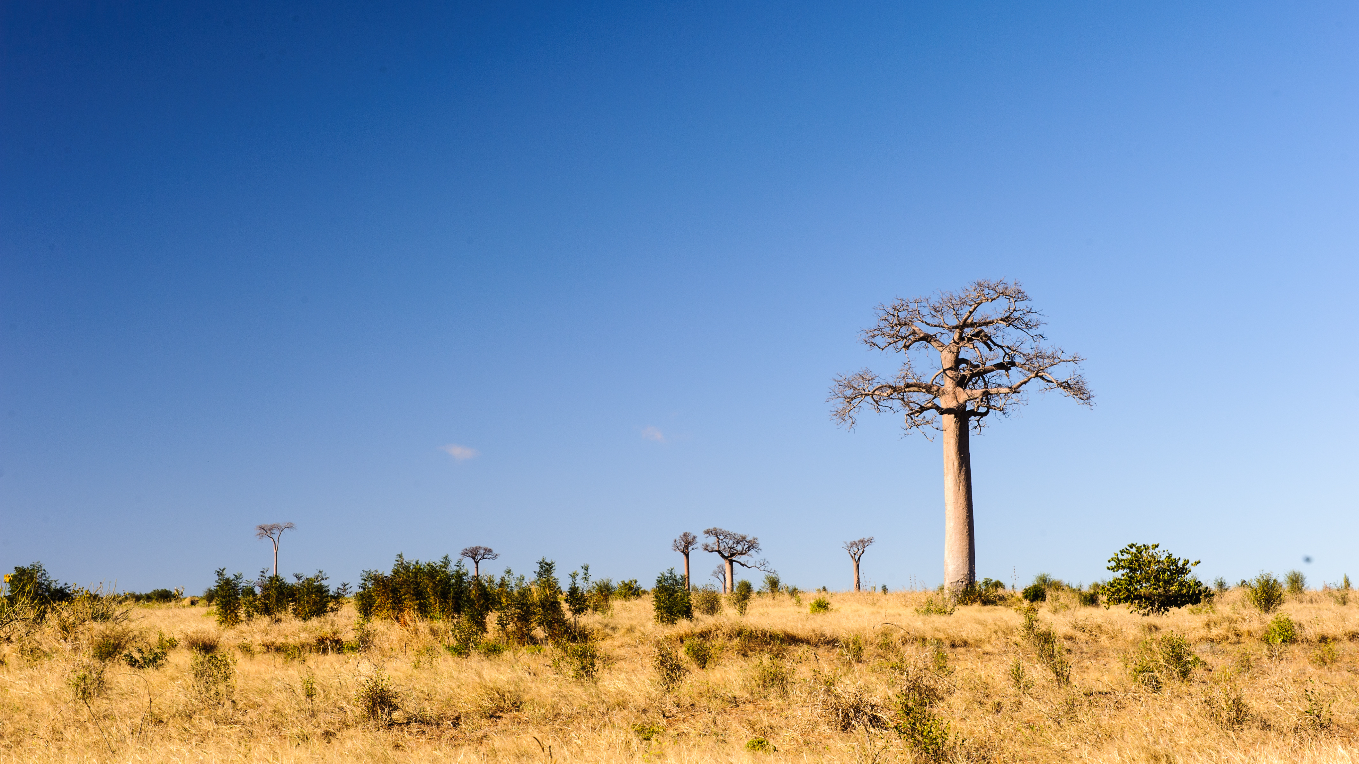 Madagascar Travel Tips: Your Ultimate Guide