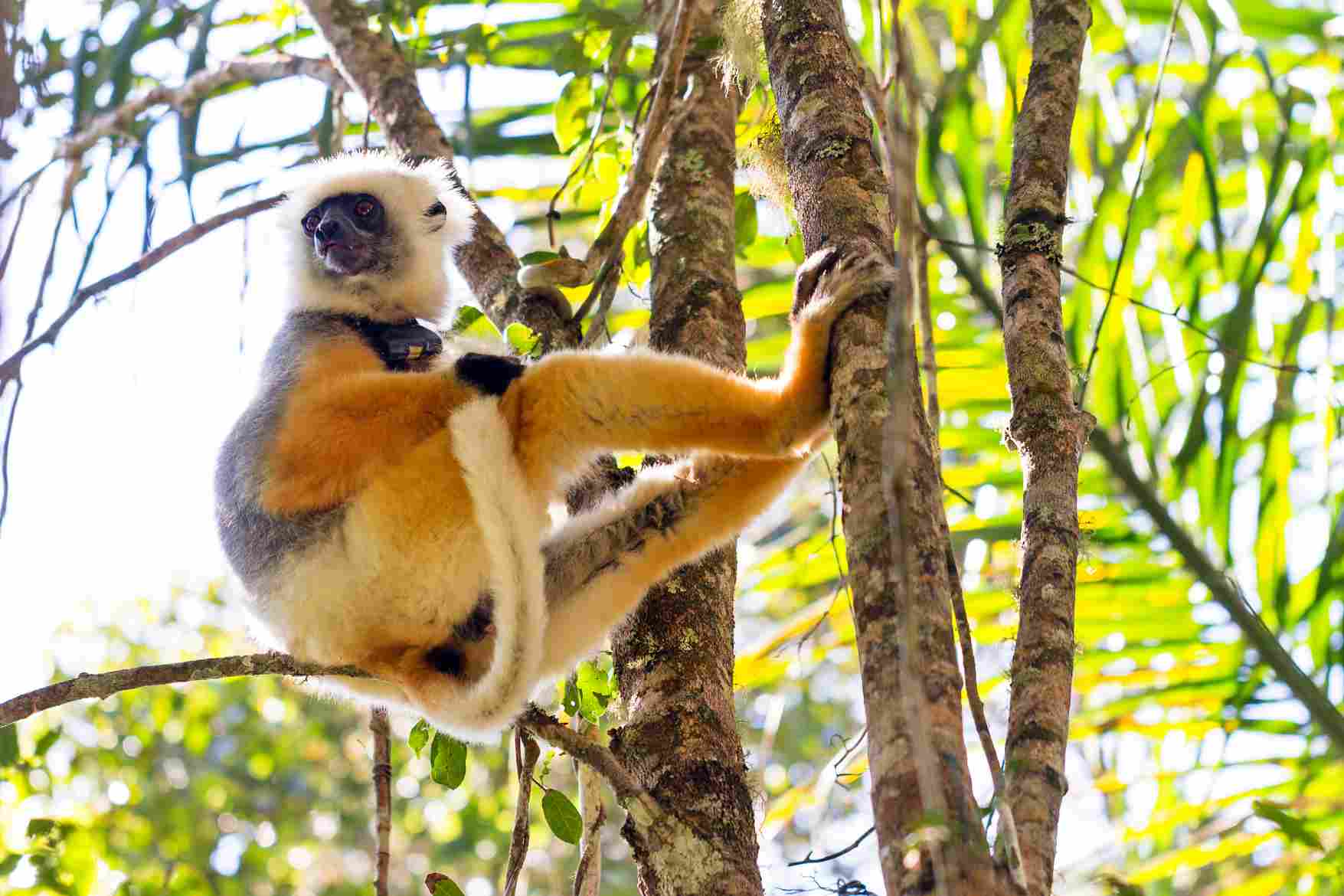 Ranomafana National Park