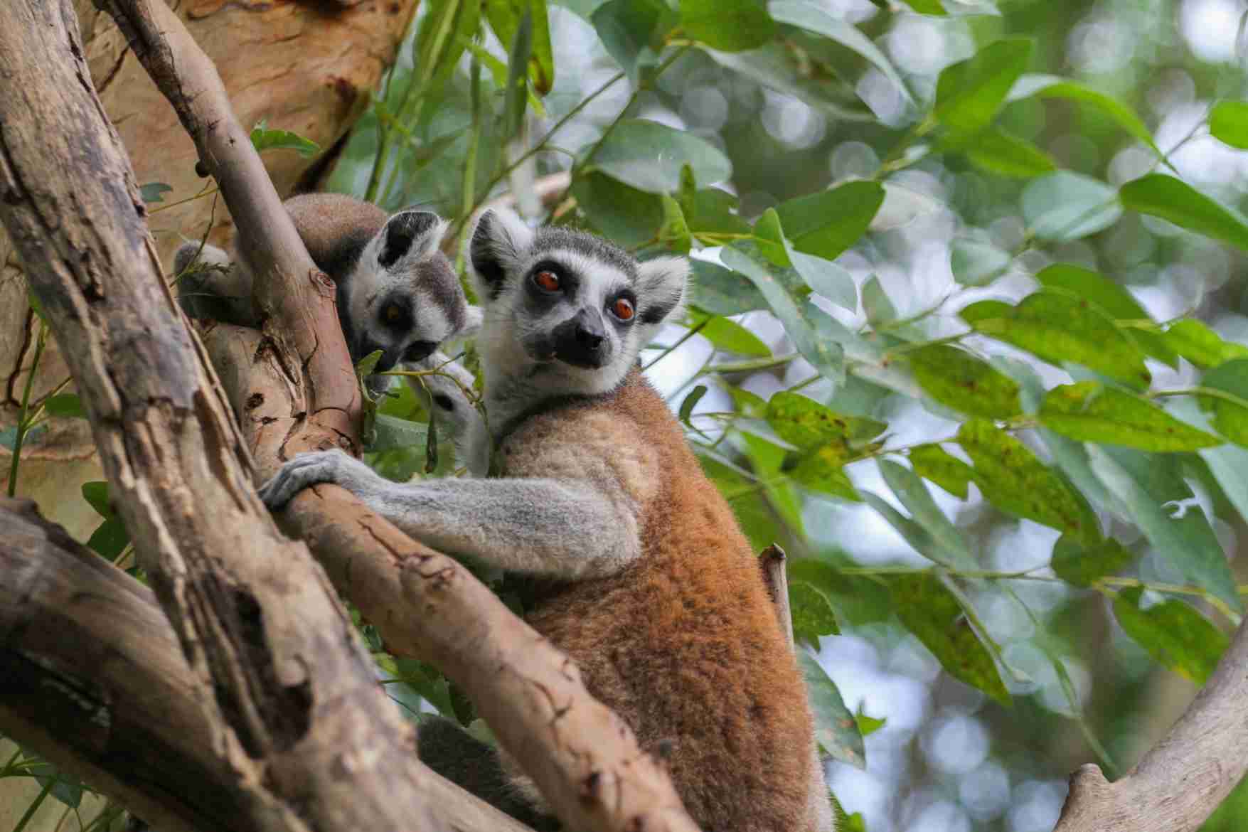 Ranomafana National Park