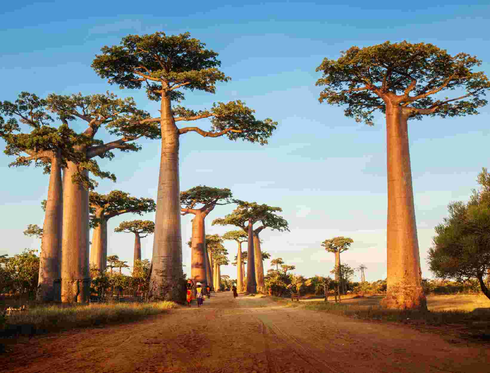 The Avenue of the Baobabs