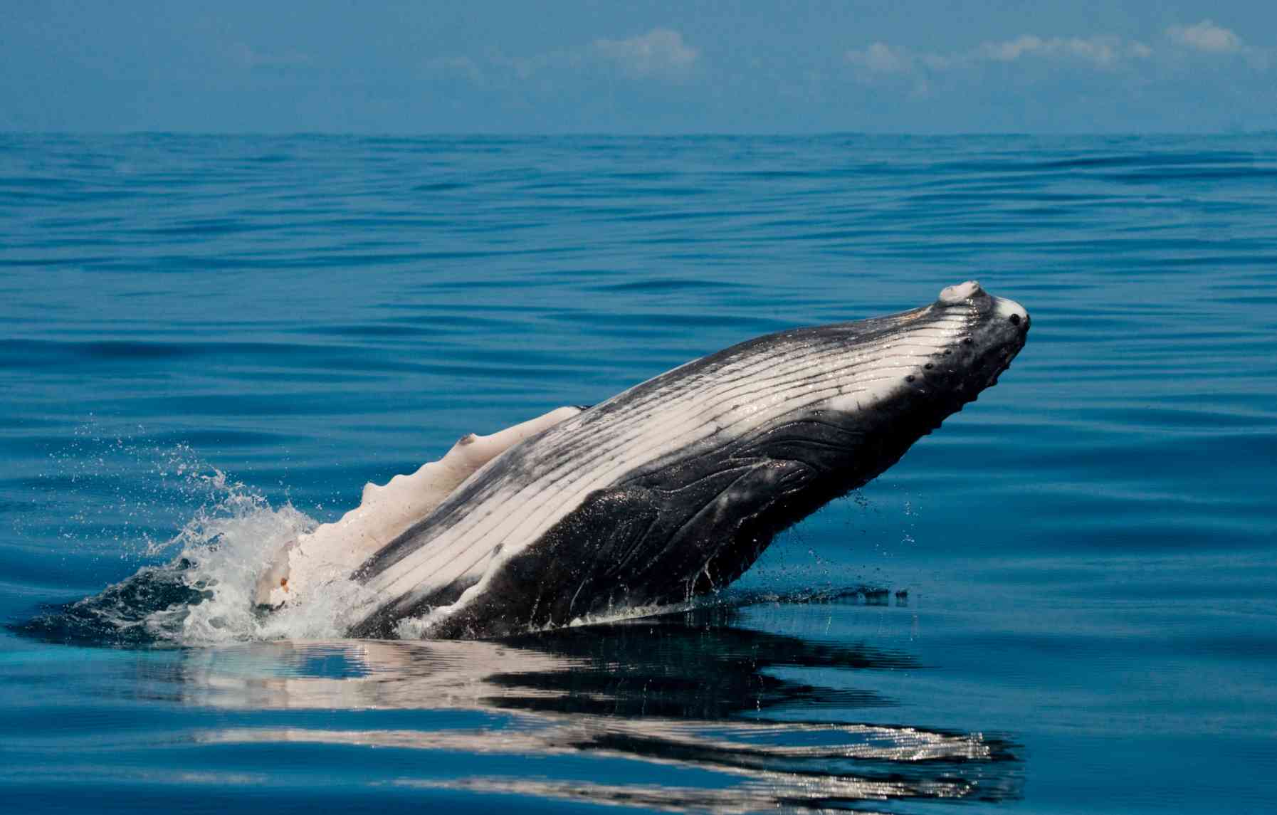 Whale Watching in IIe Sainte-Marie